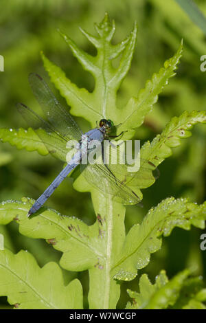 Östlichen Pondhawk Dragonfly (Erythemis simplicicollis) ruht auf taufrische Blatt kurz nach Sonnenaufgang,Guilford, Connecticut, USA, Juli. Stockfoto