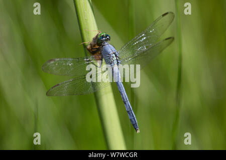 Östlichen Pondhawk Dragonfly (Erythemis simplicicollis) mit Motten Beute,Guilford, Connecticut, USA, Juli. Stockfoto