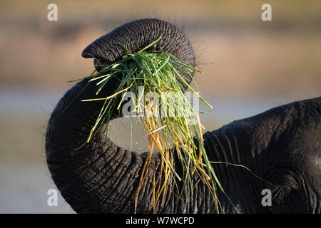 Nahaufnahme der Stamm einer Afrikanischen Elefanten (Loxodonta africana), Gras, Chobe National Park, Botswana. Stockfoto