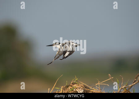 Pied kingfsiher (Ceryle rudis) weg von einer Niederlassung, Chobe National Park, Botswana. Stockfoto