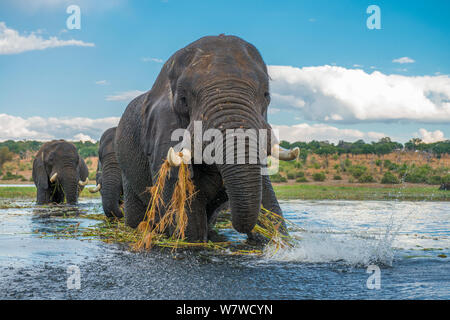 Afrikanische Elefanten (Loxodonta africana) Baden in der Chobe River, Chobe National Park, Botswana. Stockfoto