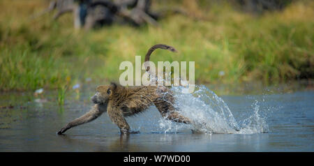 Chacma baboon (Papio hamadryas ursinus) zu Fuß durch seichtes Wasser, Khwai River, Moremi Game Reserve, Botswana. Stockfoto