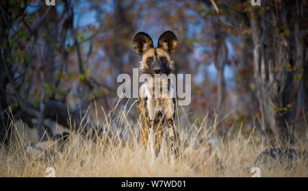 Porträt eines Afrikanischen Wildhund (Lycaon pictus), Khwai River, Moremi Game Reserve, Botswana. Stockfoto