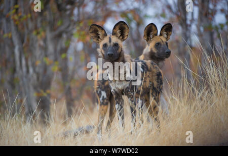 Zwei Afrikanische Wildhunde (Lycaon pictus), Khwai River, Moremi Game Reserve, Botswana. Stockfoto