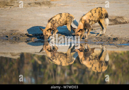 Zwei Afrikanische Wildhunde (Lycaon pictus) Trinken an einem Wasserloch, Khwai River, Moremi Game Reserve, Botswana. Stockfoto