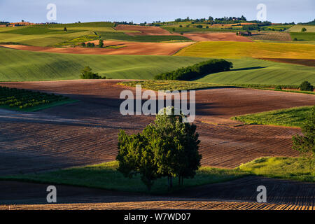 Monferrato, Piemont, Italien, fantastische Aussicht über Hügel mit bunten grüne Felder und rote Erde auf der Vorderseite in der Mitte es gibt Bäume Stockfoto