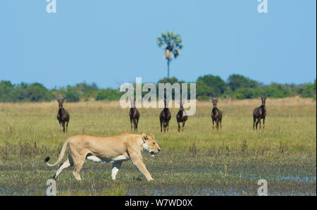 Kleine Herde von Wasserbüffeln (Damaliscus lunatus) beobachtet eine Afrikanische Löwin (Panthera leo), Okavango Delta, Botswana. Stockfoto