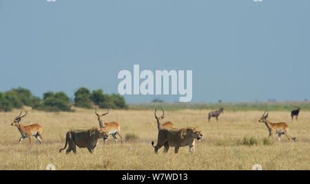 Zwei afrikanische Löwinnen (Panthera leo) zu Fuß durch eine Herde von Red Letschwe (Kobus leche), Okavango Delta, Botswana. Stockfoto