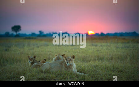 Stolz der afrikanische Löwen (Panthera leo) bei Sonnenaufgang, Okavango Delta, Botswana. Stockfoto