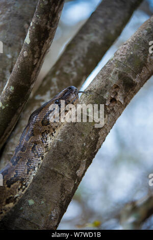 African Rock python (Python sebae) in einen Baum, Phinda Private Game Reserve, Südafrika. Stockfoto