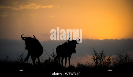 Zwei Streifengnu (connochaetes Taurinus) gegen den Sonnenaufgang Silhouette, Phinda Private Game Reserve, Südafrika. Stockfoto