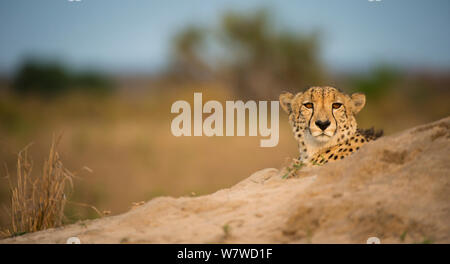 Gepard (Acinonyx jubatus) ruht auf einem termitenhügel Damm, Phinda Private Game Reserve, Südafrika. Stockfoto