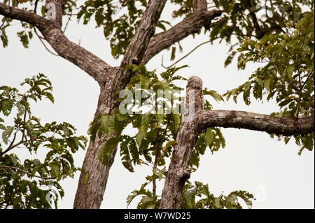 Great Potoo (Nyctibius grandis) auf einem Baum getarnt, Nationalpark Tortuguero, Costa Rica, Januar Stockfoto