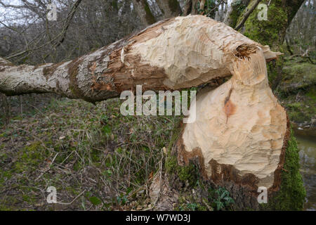 Erle (Alnus glutinosa) gefällt durch Eurasischen Biber (Castor Fiber) innerhalb eines großen nass Waldbach Gehäuse, Devon, UK, März. Stockfoto