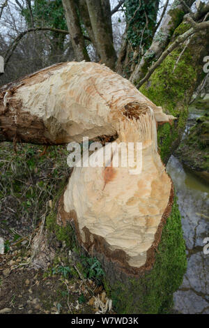 Erle (Alnus glutinosa) gefällt durch Eurasischen Biber (Castor Fiber) innerhalb eines großen nass Waldbach Gehäuse, Devon, UK, März. Stockfoto