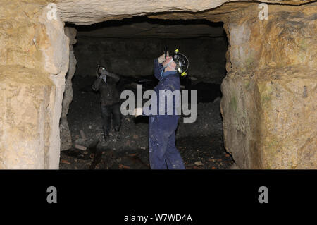 Bat Umfrage Team Mitglieder erkunden alte Badewanne aus Stein Mine auf der Suche nach Ruhezustand mehr Hufeisennase (Rhinolophus ferrumequinum), Wiltshire, UK, Februar. Model Released. Stockfoto