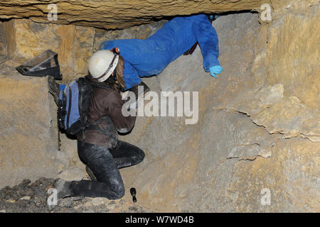 Bat Umfrage Team Mitglieder erkunden alte Badewanne aus Stein Mine auf der Suche nach Ruhezustand mehr Hufeisennase (Rhinolophus ferrumequinum), Wiltshire, UK, Februar. Model Released. Stockfoto