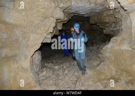 Dr. Fiona Mathews führt eine Umfrage Team erkunden alte Badewanne aus Stein Mine auf der Suche nach Ruhezustand mehr Hufeisennase (Rhinolophus ferrumequinum), Badewanne und Nordosten Somerset, UK, Januar. Model Released. Stockfoto