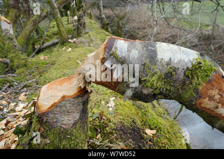 Moor-birke (Betula pubescens) gefällt durch Eurasischen Biber (Castor Fiber) innerhalb eines großen nass Waldbach Gehäuse, Devon, UK, März. Stockfoto