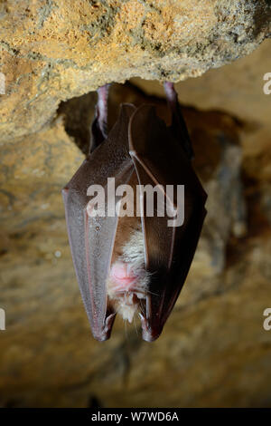 Hibernating größer Hufeisennase (Rhinolophus ferrumequinum) hängen an Kalkstein in eine alte Badewanne aus Stein Mein, Wiltshire, UK, Februar. Während eine lizenzierte Umfrage fotografiert. Stockfoto
