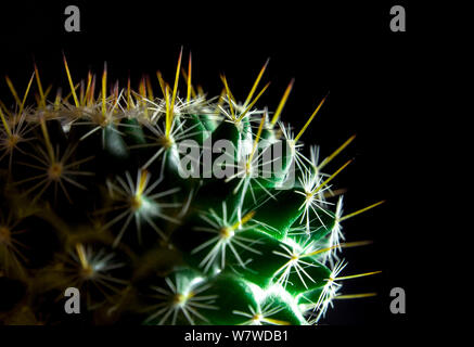 Lebendige Grün von mammillaria Cactus isoliert auf schwarzem Hintergrund Stockfoto