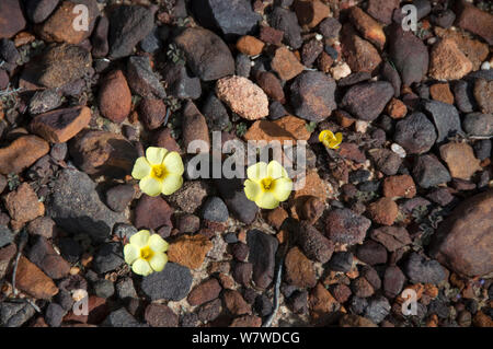 Drei Bermuda ranunkeln (Oxalis pes-caprae) in Blüte, Namaqualand, Südafrika, August. Stockfoto