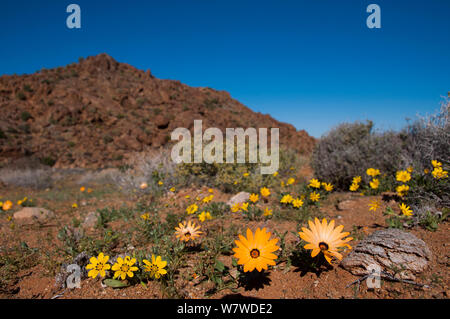 Kapkörbchen (Osteospermum pinnatum) und Gelb (Gazania gazanias lichtensteinii) Blüte in der Wüste, Richtersveld Nationalpark und Weltkulturerbe, Northern Cape, Südafrika, August 2011. Stockfoto