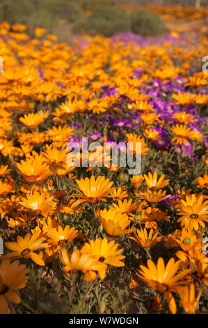 Gänseblümchen (dimorphotheca Sinuata) in Blüte, Namaqualand, Northern Cape, Südafrika, August. Stockfoto