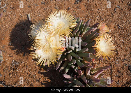 Vygie Cheiridopsis (sp) in Blume, Goegap Nature Reserve, Namaqualand, Northern Cape, Südafrika, August. Stockfoto