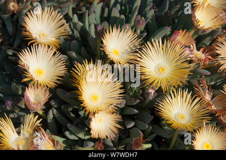 Vygie Cheiridopsis (sp) in Blume, Goegap Nature Reserve, Namaqualand, Northern Cape, Südafrika, August. Stockfoto