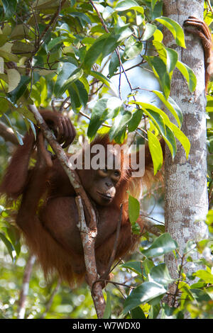 Bornesischen Orang-utan (Pongo pygmaeus) Kinder in Baum, Tanjung Puting finden, Camp Leakey, Central Kalimantan, Borneo. Stockfoto