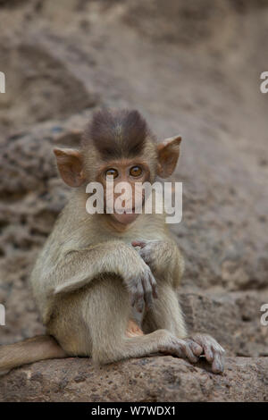 Juvenile Long-tailed Makaken (Macaca fascicularis) bei Monkey Tempel Phra Prang Sam Yot, Lopburi, Thailand. Stockfoto