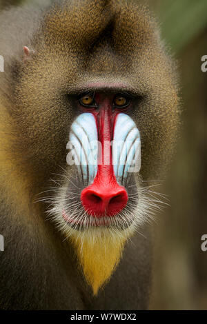 Mandrill männlich (mandrillus Sphinx), Nahaufnahme, Porträt, Lekedi Nationalpark, Gabun. Stockfoto