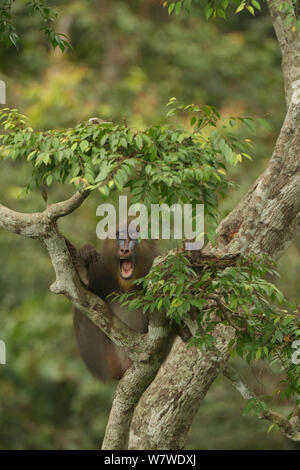 Mandrill (mandrillus Sphinx) Weibliche in Baum, Lekedi Nationalpark, Gabun Stockfoto