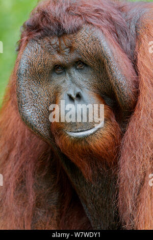 Bornesischen Orang-utan (Pongo pygmaeus), Stecker, Porträt, Tanjung Puting finden, Camp Leakey, Central Kalimantan, Borneo. Stockfoto