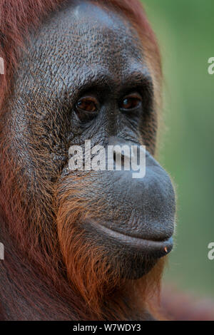 Weibliche bornesischen Orang-utan (Pongo pygmaeus), Tanjung Puting finden, Camp Leakey, in Indonesien, in Zentral-kalimantan, Borneo. Stockfoto