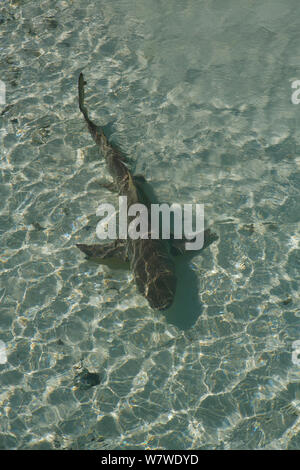 Lemon shark (Negaprion brevirostris) Schwimmen in Untiefen auf Heron Island, Great Barrier Reef, Australien. Stockfoto