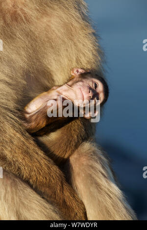 Barbary macaque (Macaca sylvanus) männliche Holding Baby, Bridging verhalten Aggression zu verringern und die Form sozialer Bindungen, Upper Rock Bereich der Gibraltar Nature Reserve, Felsen von Gibraltar, Juni. Stockfoto