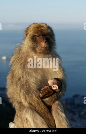 Barbary macaque (Macaca sylvanus) männliche Holding Baby, Bridging verhalten Aggression zu verringern und die Form sozialer Bindungen, Upper Rock Bereich der Gibraltar Nature Reserve, Felsen von Gibraltar, Juni. Stockfoto