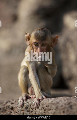 Kinder lange - bei Monkey Tempel Phra Prang Sam Yot, Lopburi, Thailand tailed Makaken (Macaca fascicularis). Stockfoto