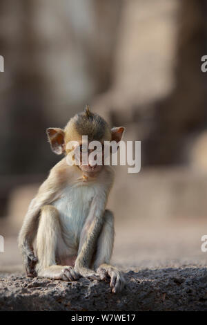 Kinder lange - bei Monkey Tempel Phra Prang Sam Yot, Lopburi, Thailand tailed Makaken (Macaca fascicularis). Stockfoto