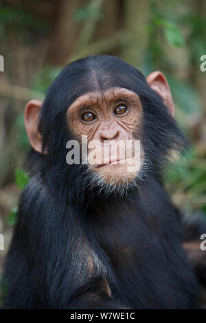 Junge Schimpansen (Pan troglodytes) im Wald, Kibale Forest, Uganda, Afrika. Stockfoto