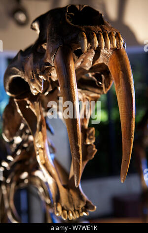 Smilodon, der säbelzahntiger Replik Schädel mit massiven Eckzähne - Nachbildung aus einem in La Brea Tar Pits gefunden, LA, Kalifornien, USA. Stockfoto