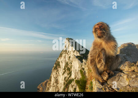 Barbary macaque (Macaca sylvanus) sitzen auf den Felsen, Upper Rock Bereich der Gibraltar, Gibraltar, Juni. Stockfoto
