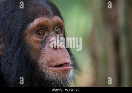 Junge Schimpansen (Pan troglodytes) im Wald, Kibale Forest, Uganda, Afrika. Stockfoto