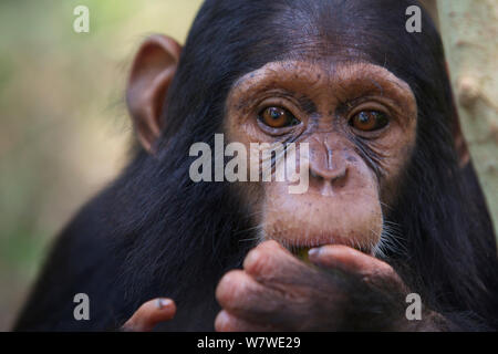 Junge Schimpansen (Pan troglodytes) im Wald, Kibale Forest, Uganda, Afrika. Stockfoto