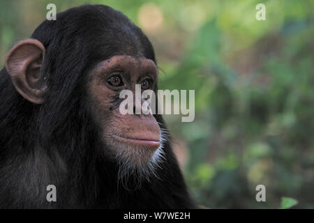 Junge Schimpansen (Pan troglodytes) im Wald, Kibale Forest, Uganda, Afrika. Stockfoto