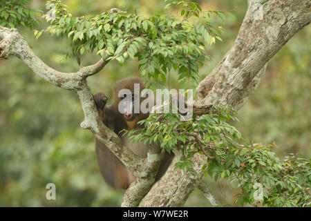 Mandrill (mandrillus Sphinx) Weibliche in Baum, Lekedi Nationalpark, Gabun Stockfoto