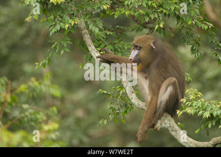 Mandrill (mandrillus Sphinx) Weibliche in Baum, Lekedi Nationalpark, Gabun Stockfoto