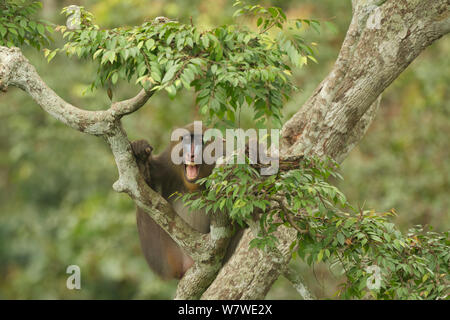 Mandrill (mandrillus Sphinx) Weibliche in Baum, Lekedi Nationalpark, Gabun Stockfoto